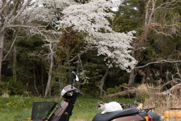 猫写真家 沖 昌之のブログ 野良ねこちゃんねる 22