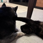 Shippo  House