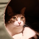 個室で落ちつく猫。