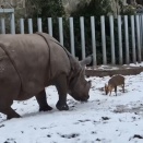 勇ましいにも程がある。ちびっちゃいキョン、強大なるサイに挑む