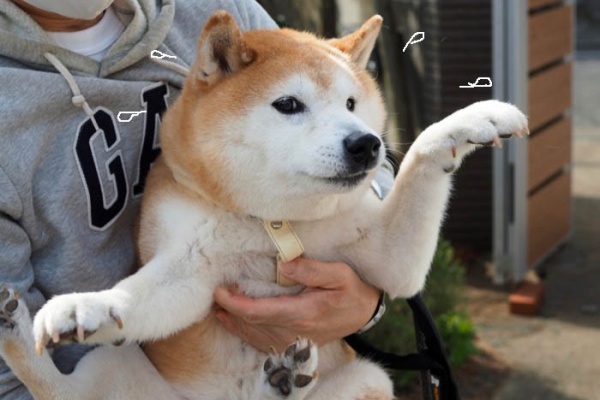 湘南凸凹柴wan日記 歯 Powered By ライブドアブログ