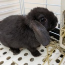 真っ黒ミニウサギちゃん🐰