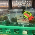 人気幼虫多数！