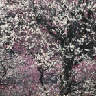 週刊東大軟庭部 第194号