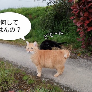 ソワレが要らないフランス暮らし