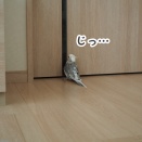 興味津々のクスィー