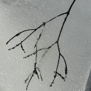 枝の雪漬け
