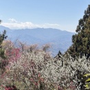 春爛漫！スミレと桜の道、小仏城山～高尾山