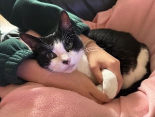 ◎日曜のにゃんこ547◎