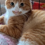 シェルターボラ日記🌸🐱