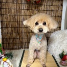 ご予約お早めに