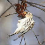 おとめちっくな夢もよう