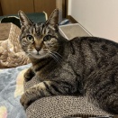 2歳　なな　募集中