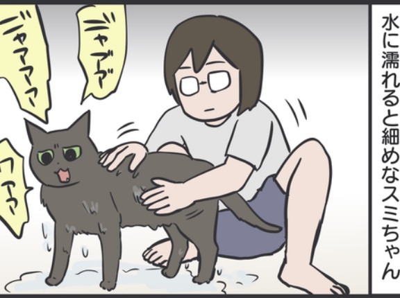 猫たちをお風呂に入れたら…