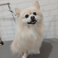 トリミングブログ