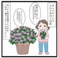 サンパチェンスとインパチェンス【ゆるていねいな暮らし】