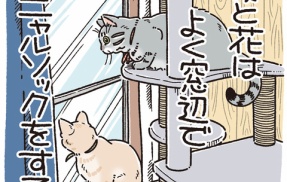 窓辺の猫吸い