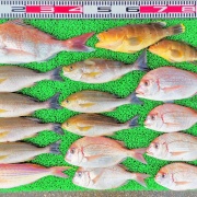 2026年5月16日　釣果