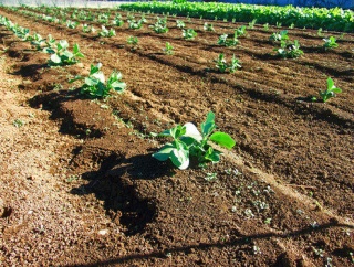 海外「天才的なアイディアだ！」日本で発明された野菜の苗植えの効率を劇的に向上させるペーパーポットに対する海外の反応
