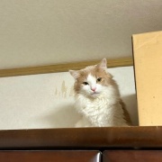 地震の翌日の猫たちの様子