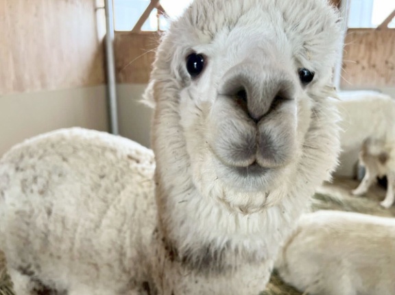 アルパカもサマーカット！オリジナルグッズの販売や体験ブースも！『いくとぴあ食花』の『キラキラガーデン』内で『アルパカ毛刈り実演』開催！4月26日、5月10日。