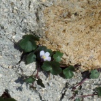 寅太郎の雑記帳