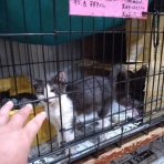 NPO犬猫みなしご救援隊・代表ブログ・みなしご庵へようこそ