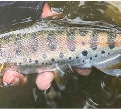 綺麗なトラウトがいっぱい‼︎