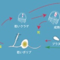 生物「増殖します」←わかる 生物「老けていずれ寿命で死にます」←え？なんで？
