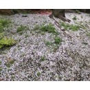 大量出品の３月