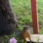 南カリフォルニア暮らしのブログ