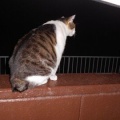 猫に小判を与えたら。 埋蔵金:千八百伍拾両 奥義 ☆ 喚戸解放。