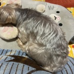 77歳　おひとり様