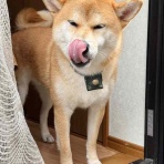 風太通信～柴犬風太の日記帳