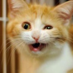 飼うの飽きたペットってどうすればいいの？