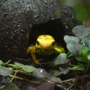 Rainforest Adventure