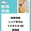 新規保護うさぎの紹介　縁側組