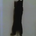 （動画）節電するねこ