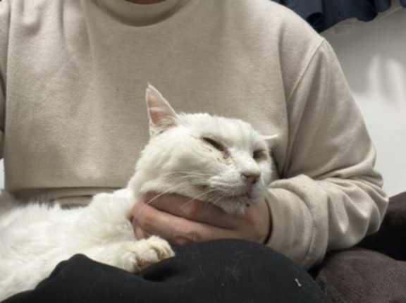 亡くなり方のかたち　20260420