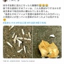 ツイ民「温泉むすめファンがタバコポイ捨て。こんな事ばかりするから地元住民に嫌われる」→ 投稿写真が捏造だったことが判明、ツイアカ削除して逃亡