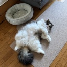 チャージ満タン！