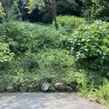 アジサイの後始末