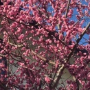 また転んだ （15日追記）