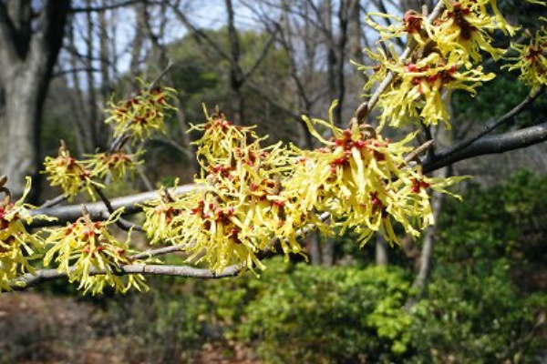 まんさくの花 Spice00のブログ