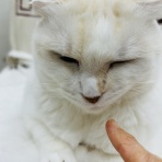 annex ニャンコのずっとのお家探し。