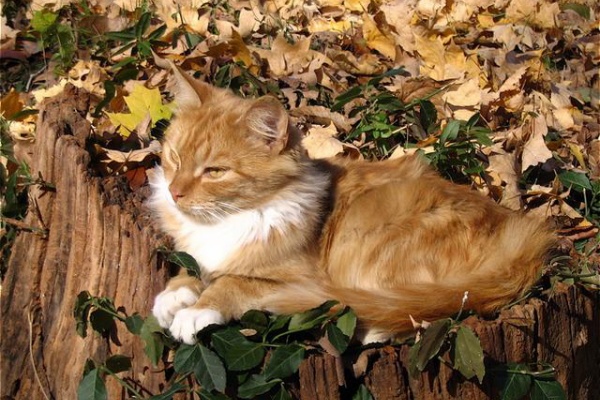 猫ねこネコぬこ - 美猫