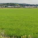 千葉ロッテ貞元移転481 AIクンに市長が農振地区の優良農地貞元の田んぼを誘致先に決めて交渉・決定する法的根拠は何か、を質問してみました。
