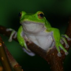 『投稿：BORG55FLで捉えたモリアオガエル＆ホタル　2023/07/05』の画像