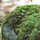 『投稿：BORG89ED＋ニコンZ6による遠距離のトンボ＆野鳥　2021/08/28』の画像