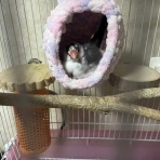 桜文鳥おぴい三昧